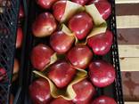 Яблоко свежее Турция - фото 3