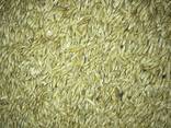 Ячмень, пшеница 3, 4 класса - photo 2
