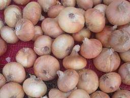 Yellow onion
