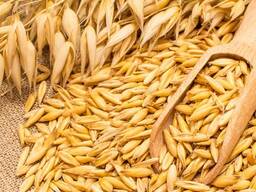 Yulaf (Oats) İhracatı — 1.000 tondan itibaren