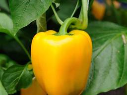 Заказы в тоннах на Перец Калифорния из