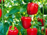 Заказы в тоннах на Перец Калифорния из - фото 2
