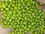 Green Mung bean from Uzbekistan - photo 3