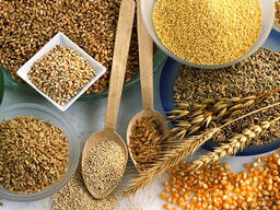 Зерно Корм Отруби Ячмень